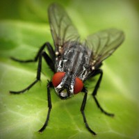 /album/dalbergia-maritima/photolia-a01-jpg/