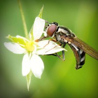 /album/dalbergia-maritima/photolia-a02-jpg/