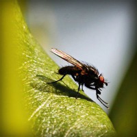 /album/dalbergia-maritima/photolia-a04-jpg/