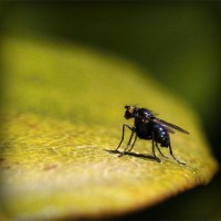 /album/dalbergia-maritima/photolia-a07-jpg/
