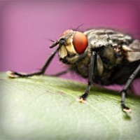 /album/dalbergia-maritima/photolia-a08-jpg/